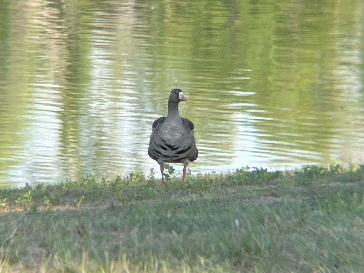 Greater White-fronted Goose - ML620740132