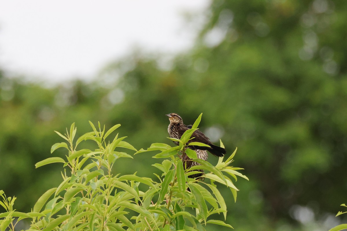 Red-winged Blackbird - ML620740133