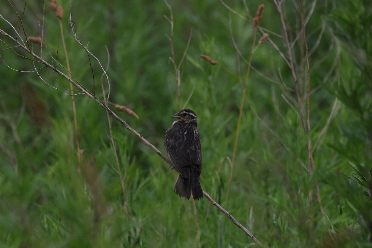 Red-winged Blackbird - ML620740134