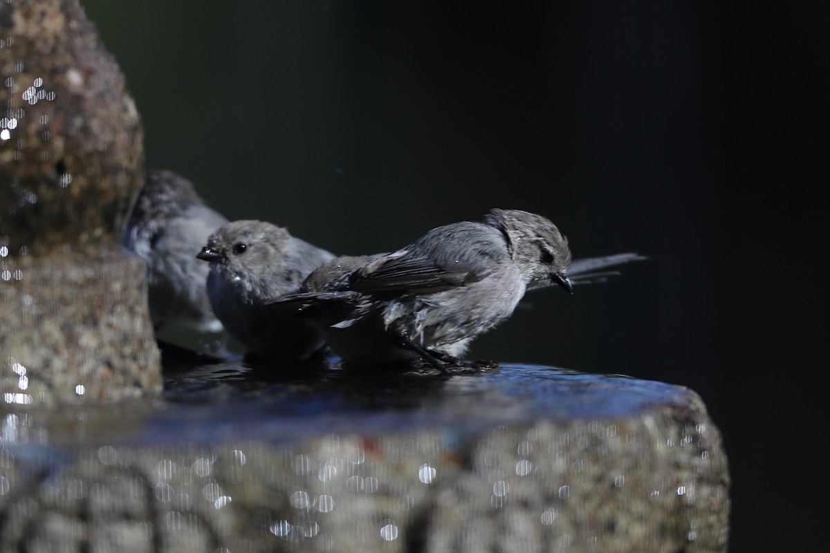 Bushtit - ML620740141