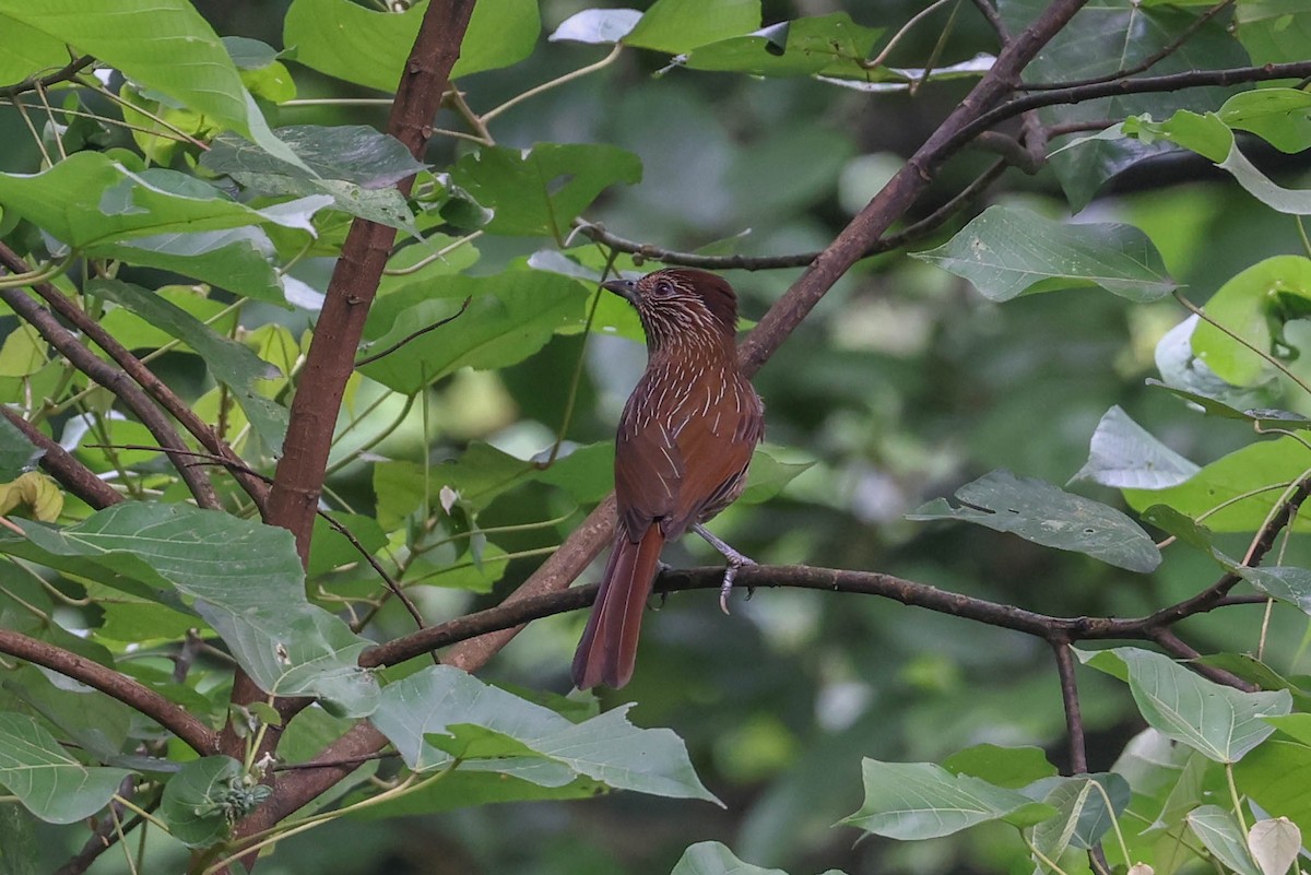 Striated Laughingthrush - ML620740142