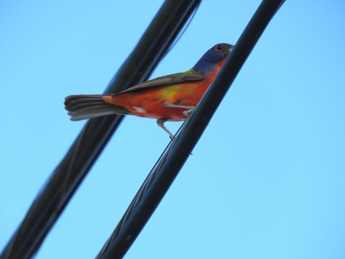 Indigo Bunting - ML620740143