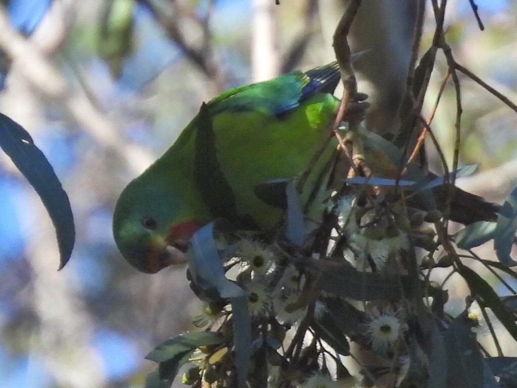 Swift Parrot - Scott Fox