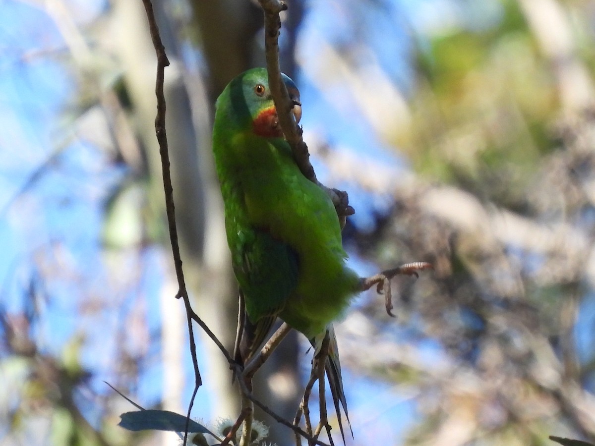 Swift Parrot - ML620740152