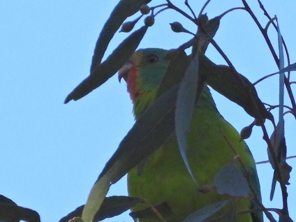 Swift Parrot - Scott Fox