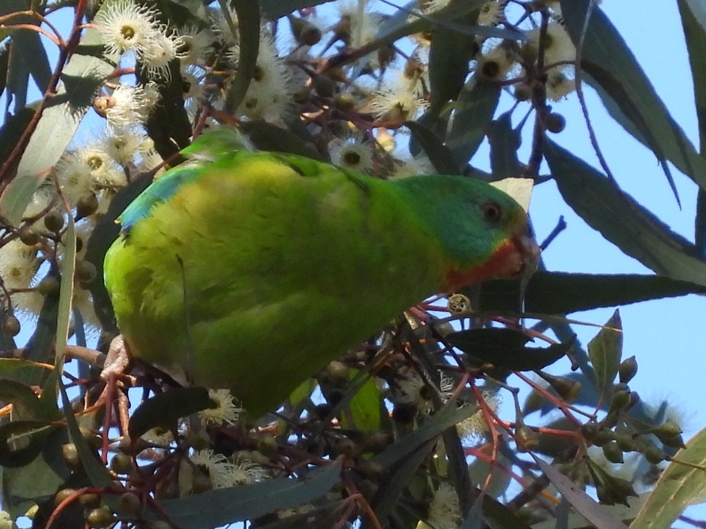 Swift Parrot - ML620740154