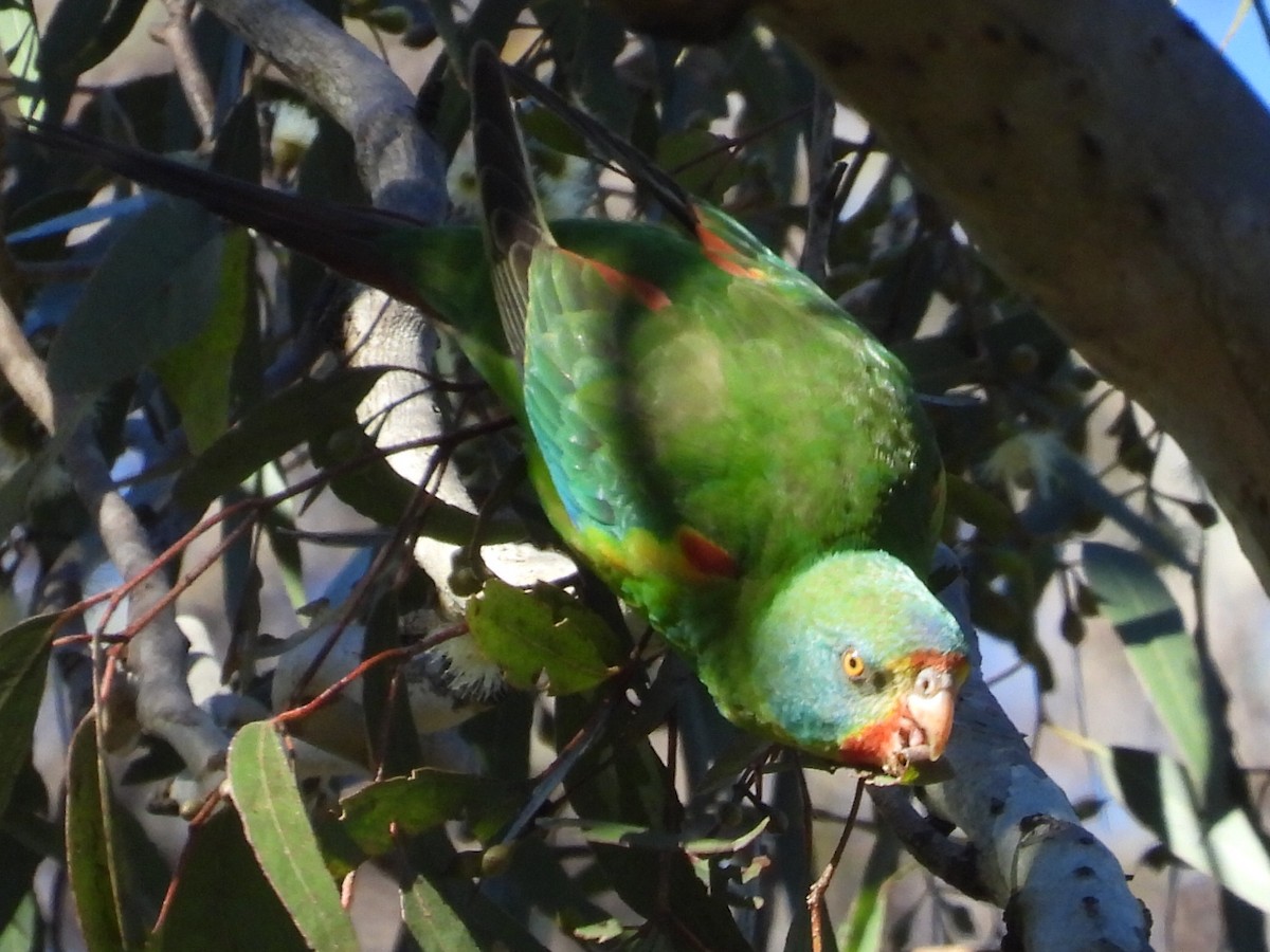 Swift Parrot - ML620740155