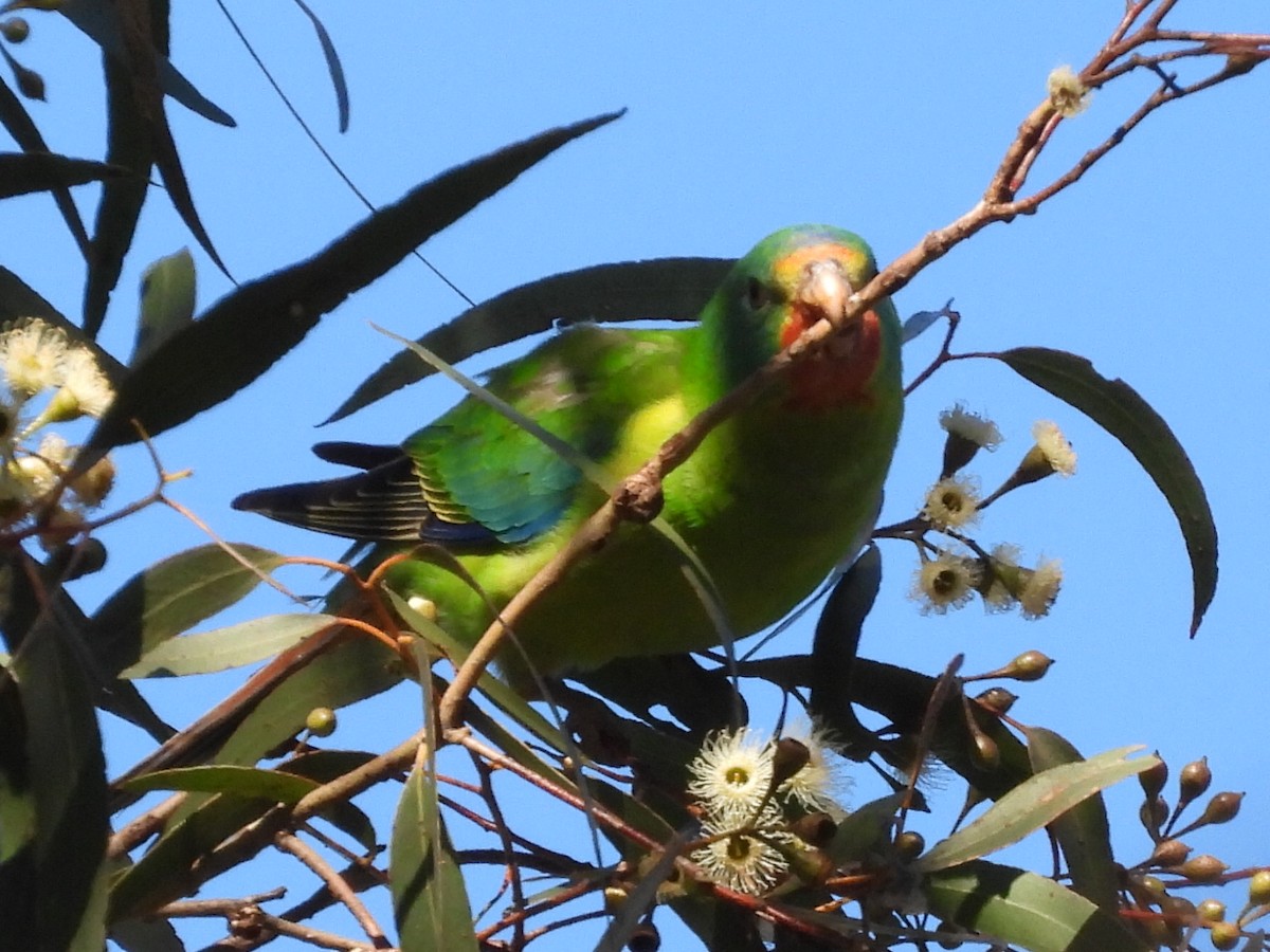 Swift Parrot - ML620740156