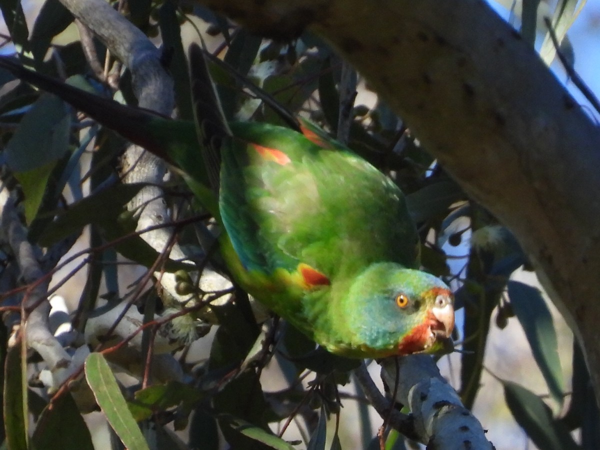 Swift Parrot - ML620740157