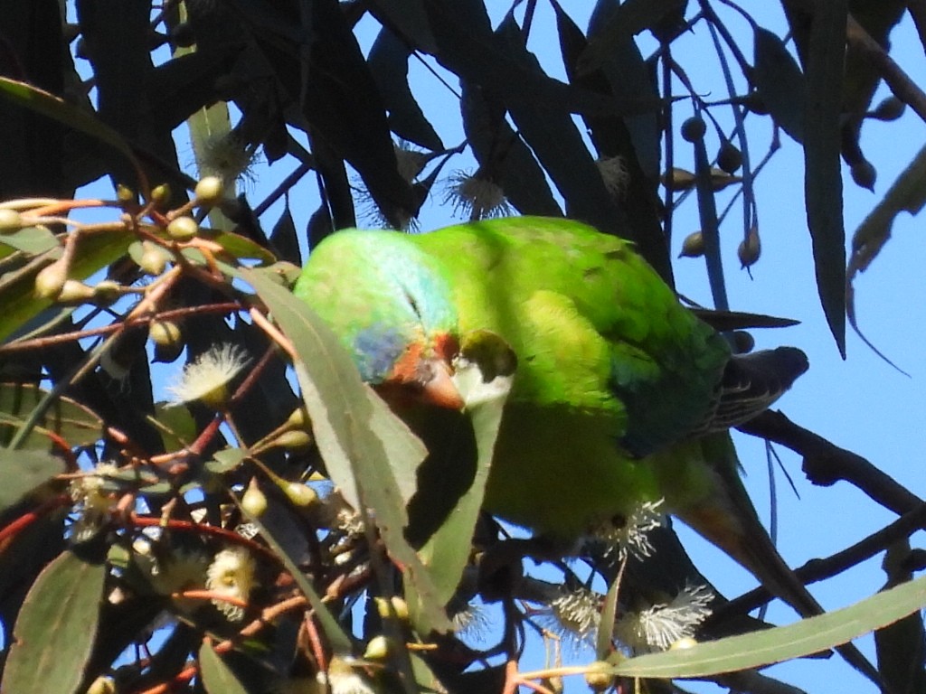 Swift Parrot - ML620740158