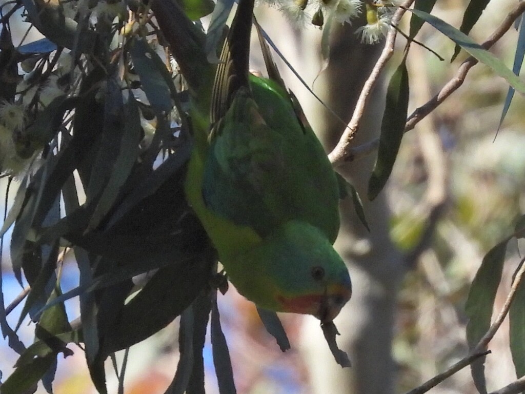 オトメインコ - ML620740159