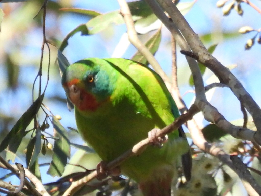 Swift Parrot - Scott Fox