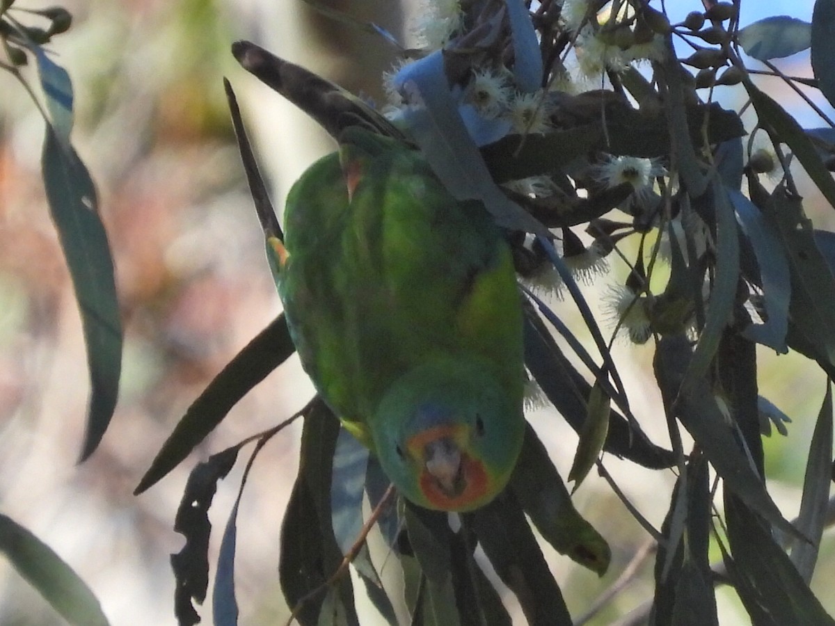 Swift Parrot - ML620740161