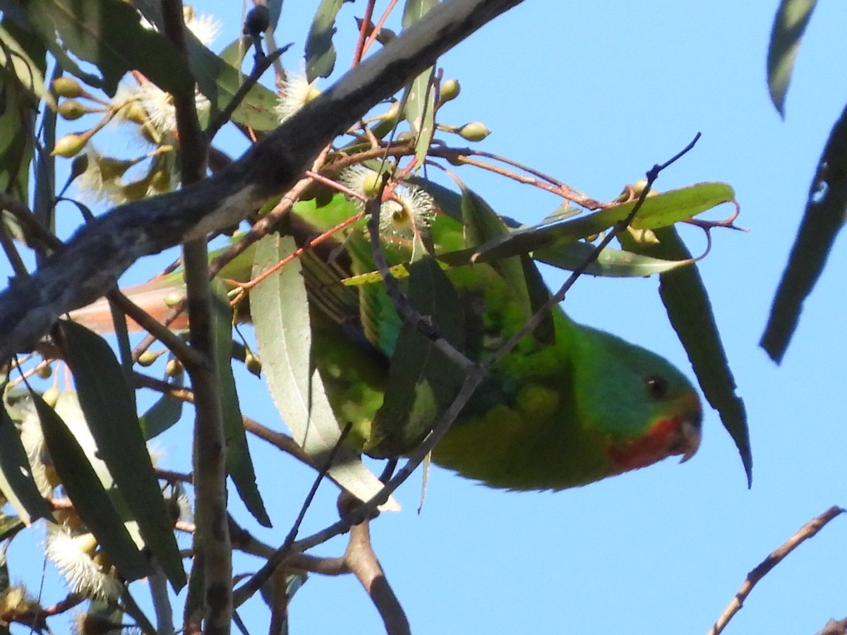 Swift Parrot - ML620740162