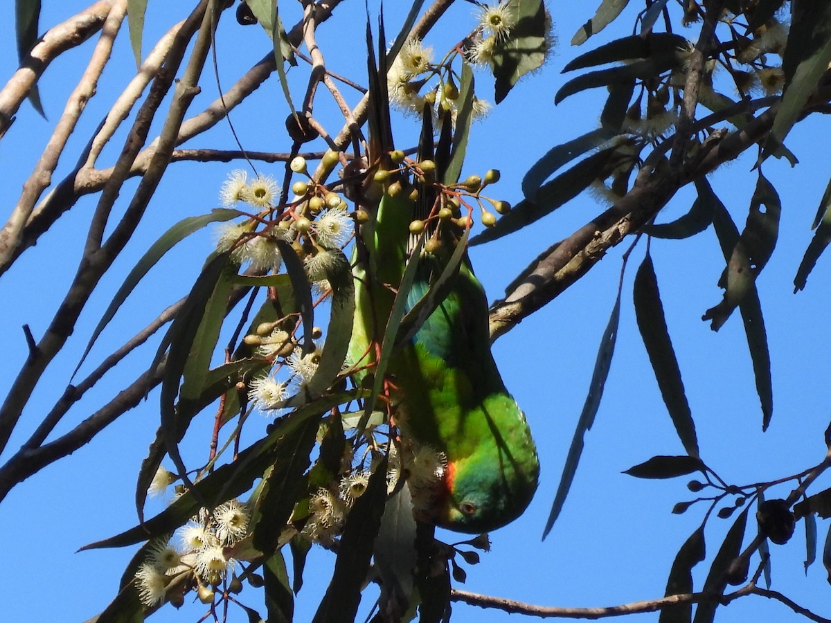 Swift Parrot - ML620740164