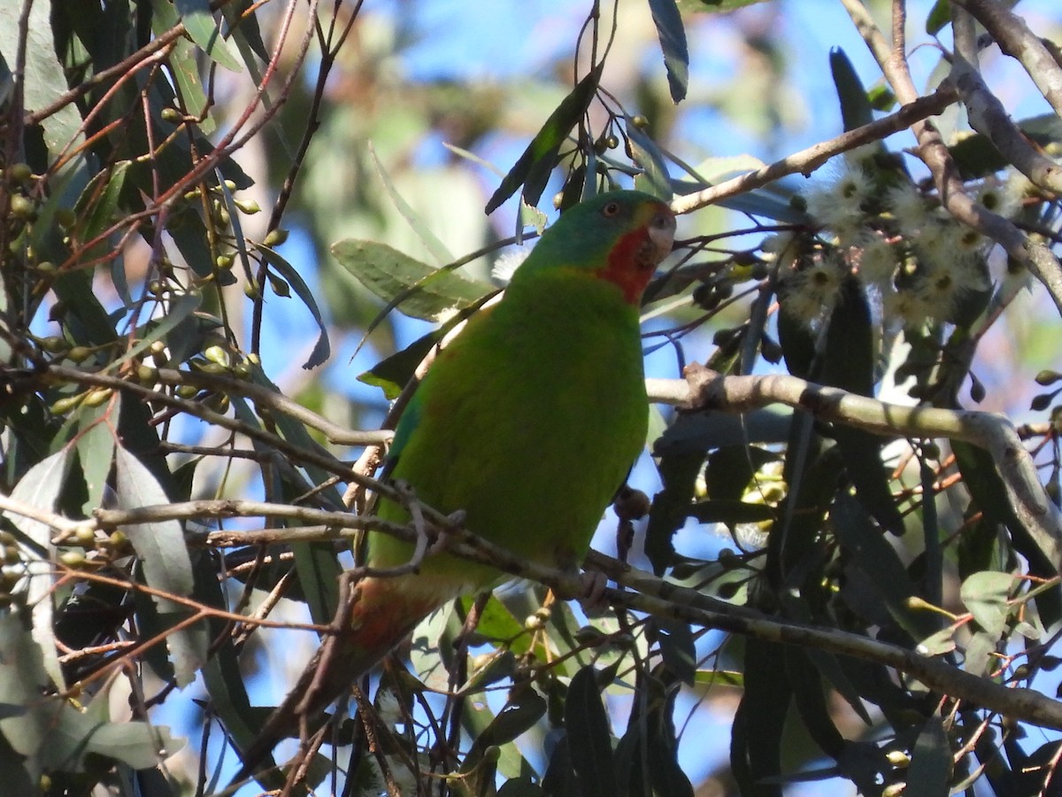 Swift Parrot - ML620740166