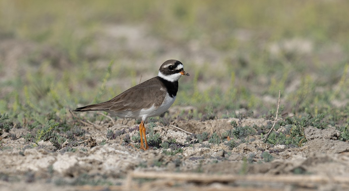 Common Ringed Plover - ML620740167