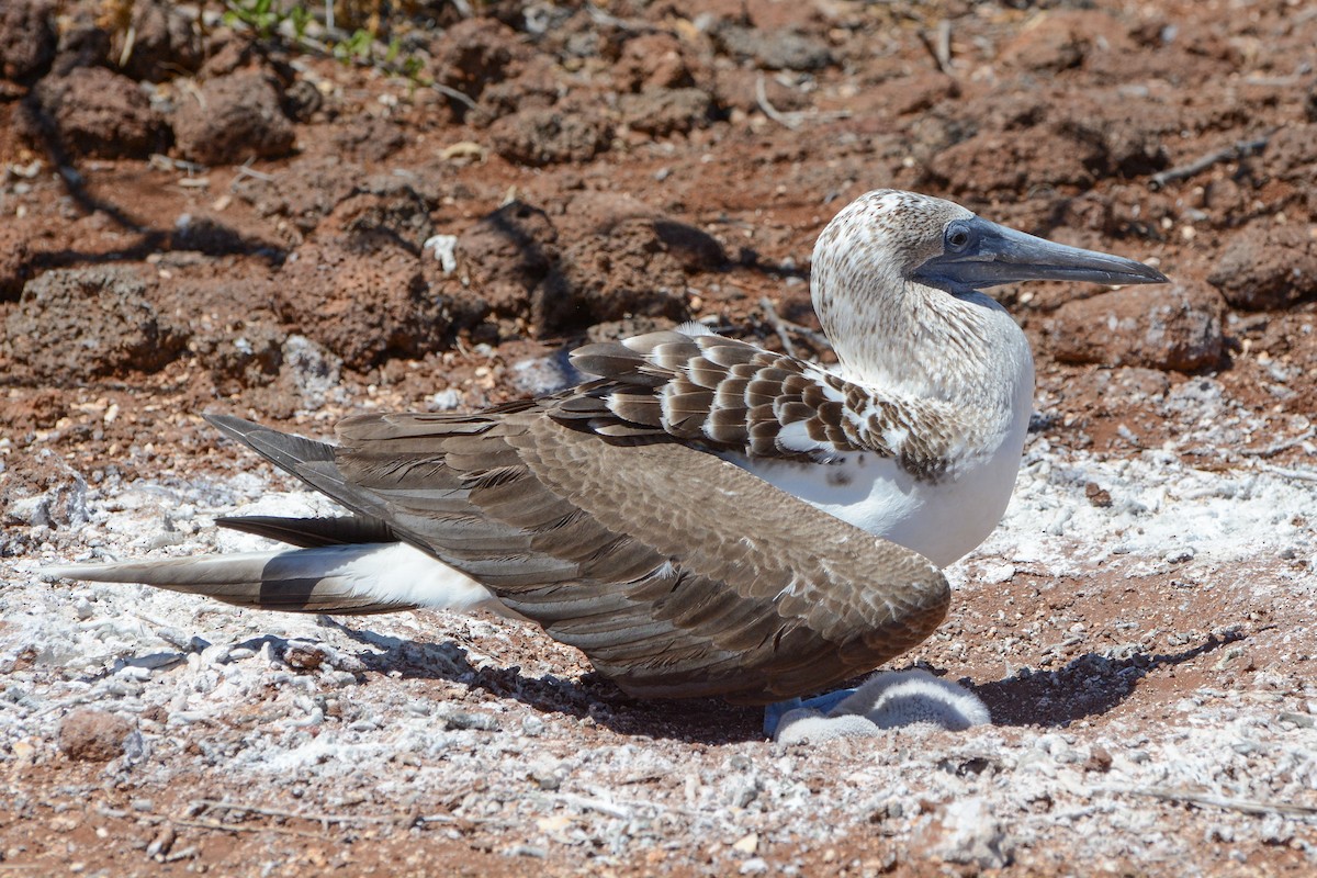 Blue-footed Booby - ML620740169