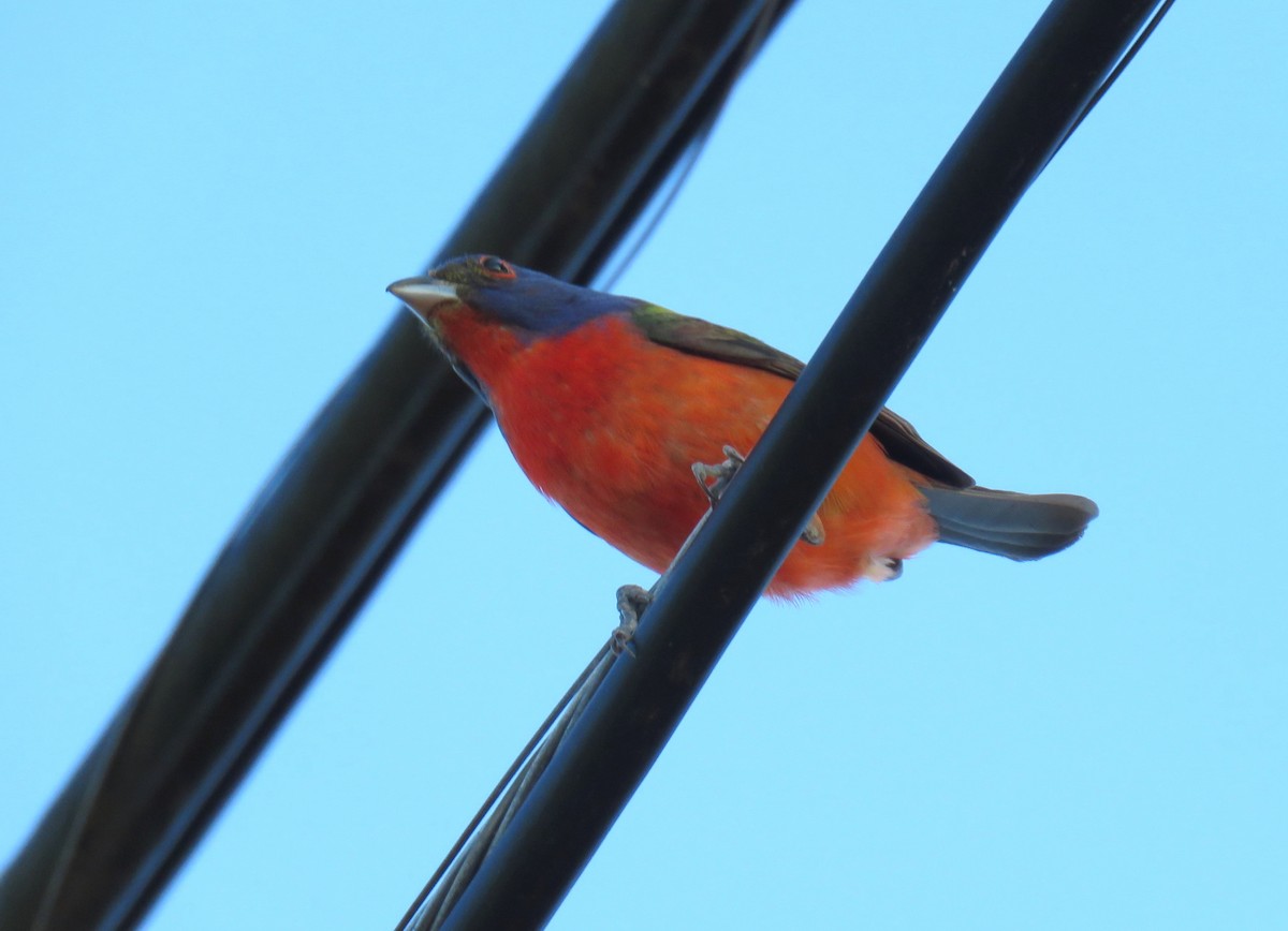 Indigo Bunting - ML620740171