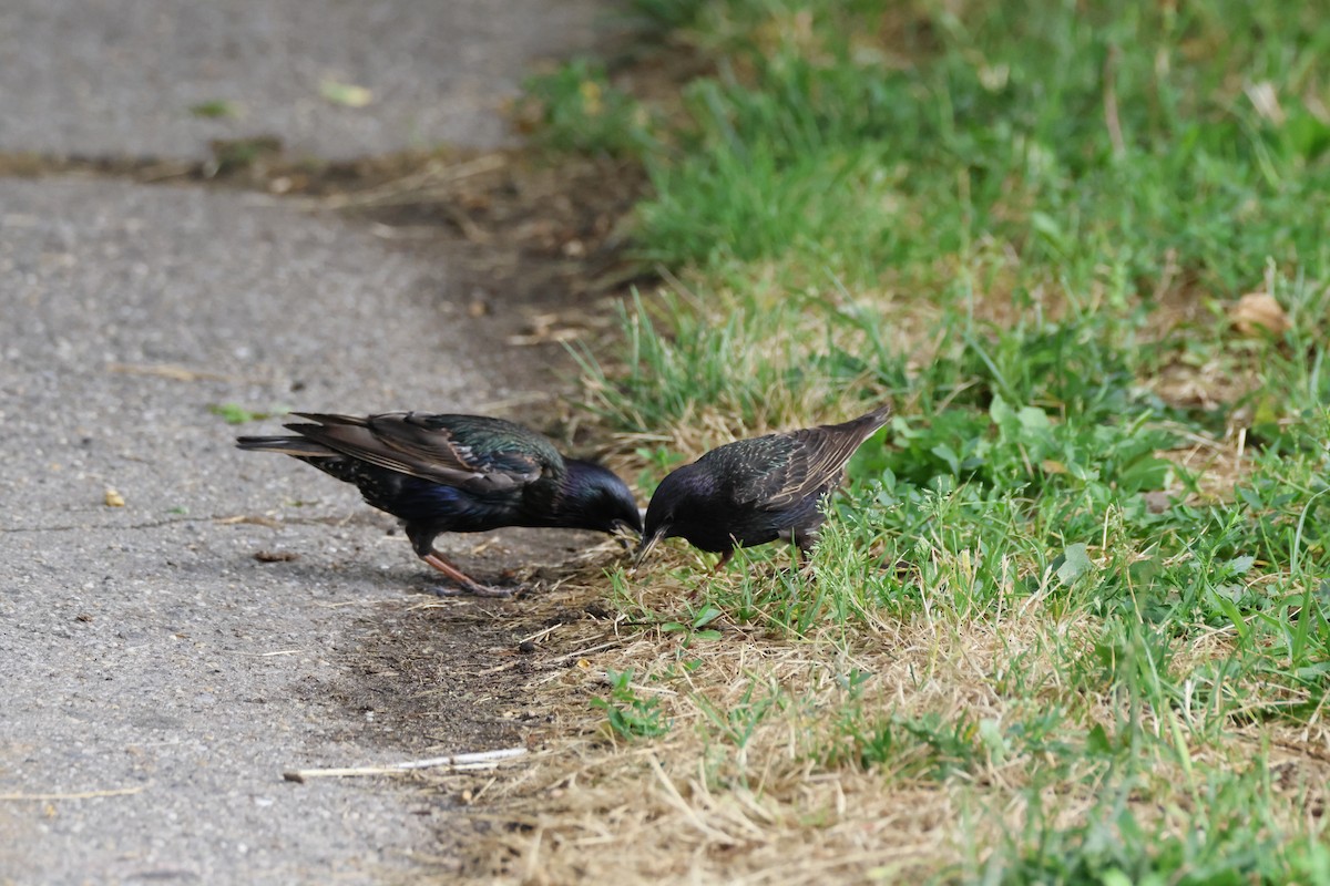 European Starling - ML620740173