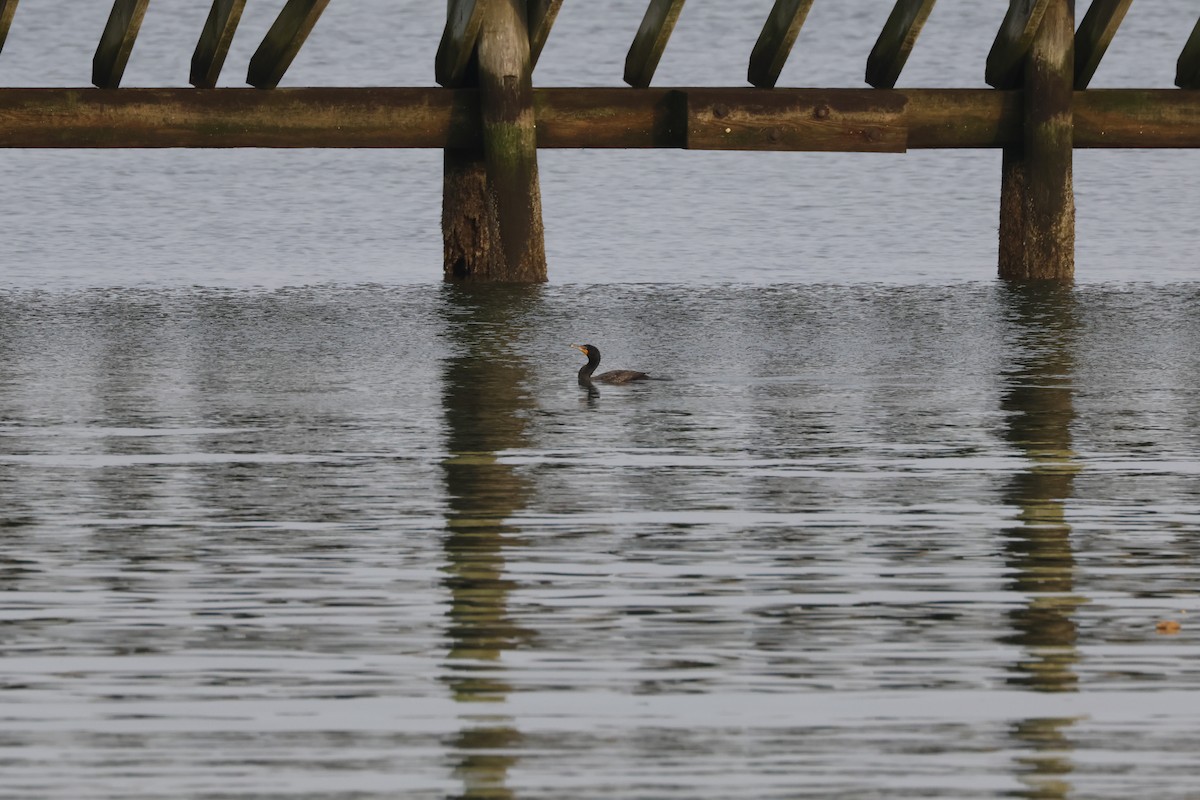 Cormoran à aigrettes - ML620740175