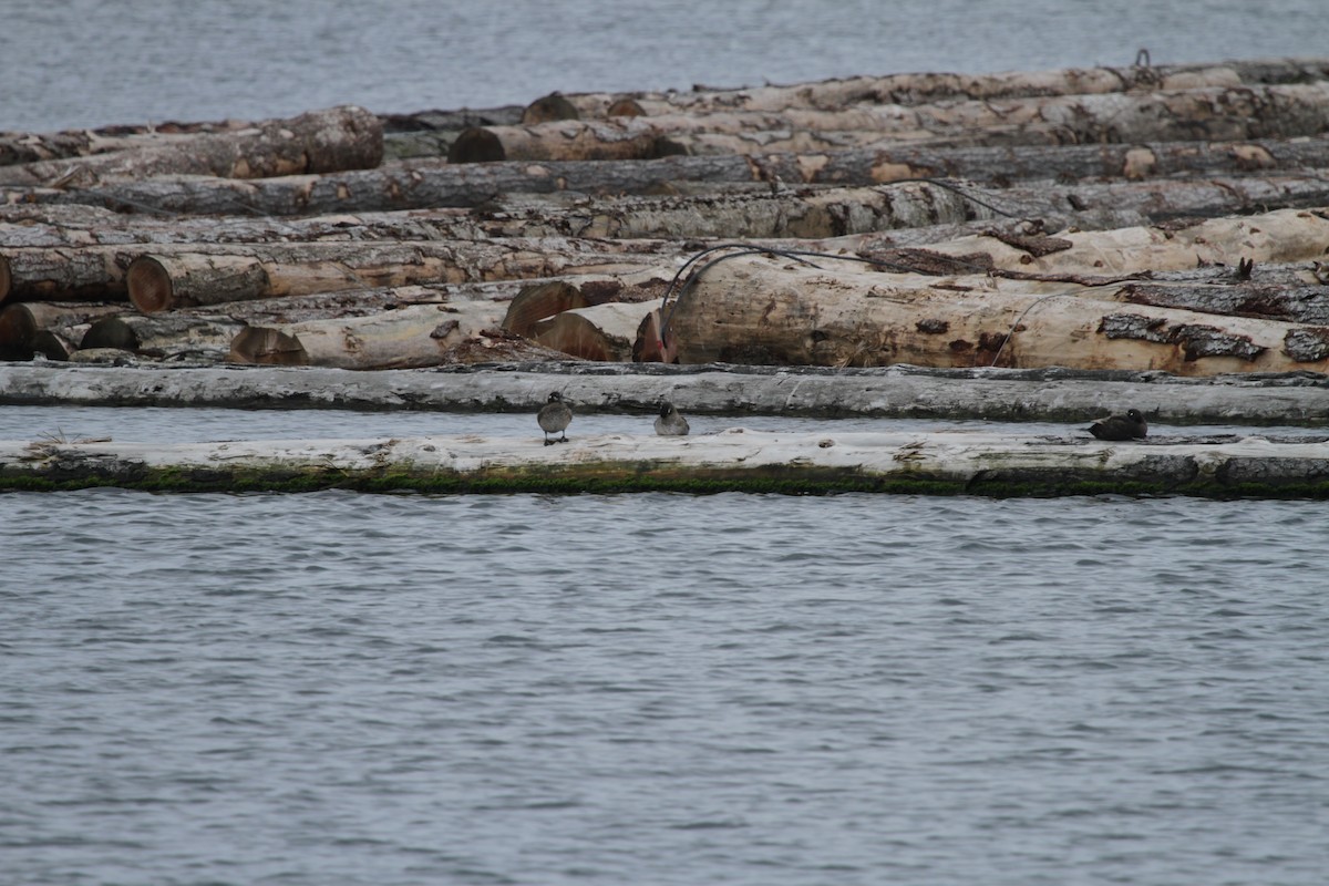 Harlequin Duck - ML620740185