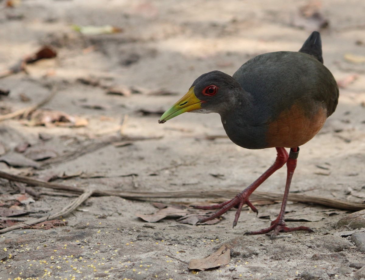 Gray-cowled Wood-Rail - ML620740186