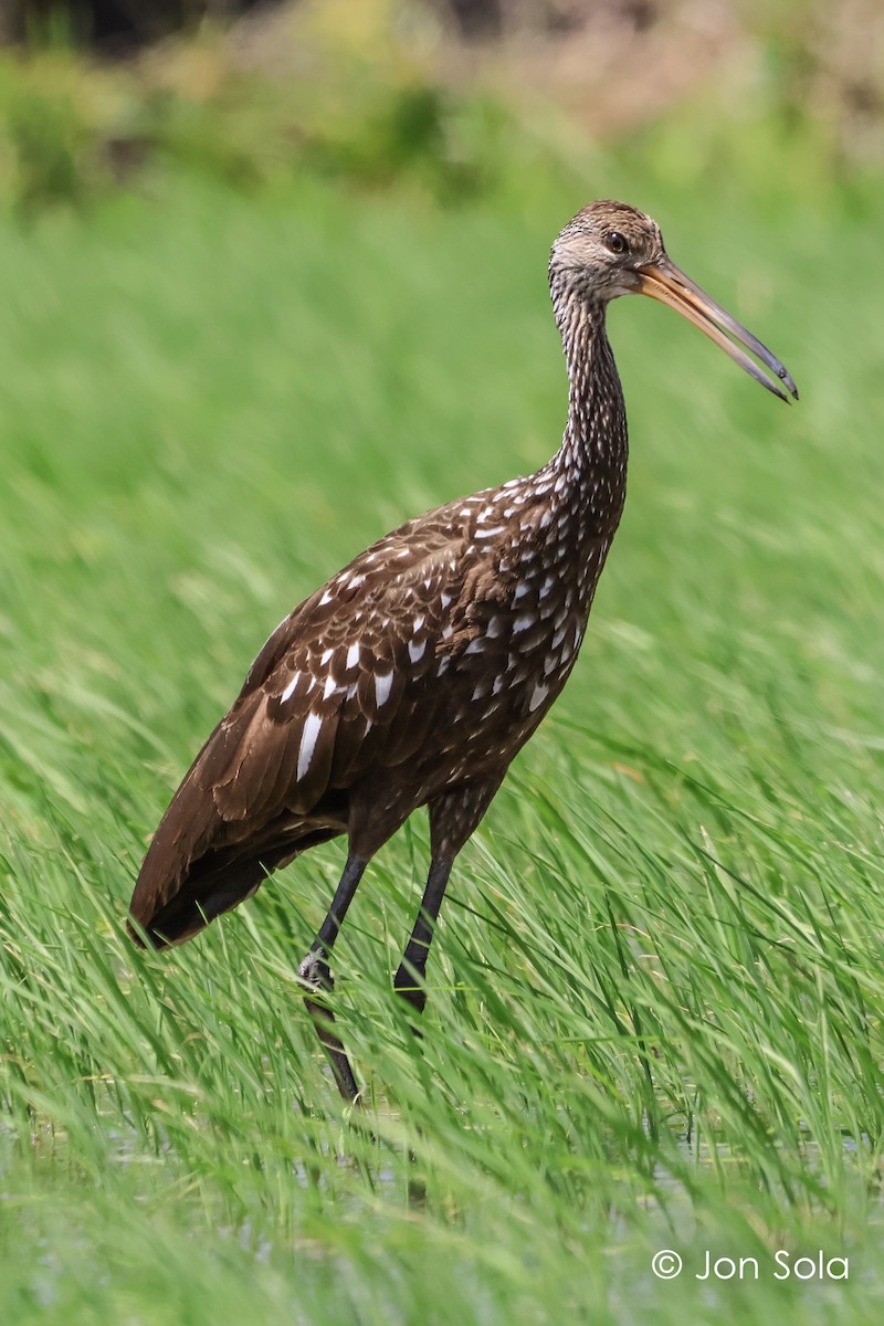 Limpkin - ML620740187