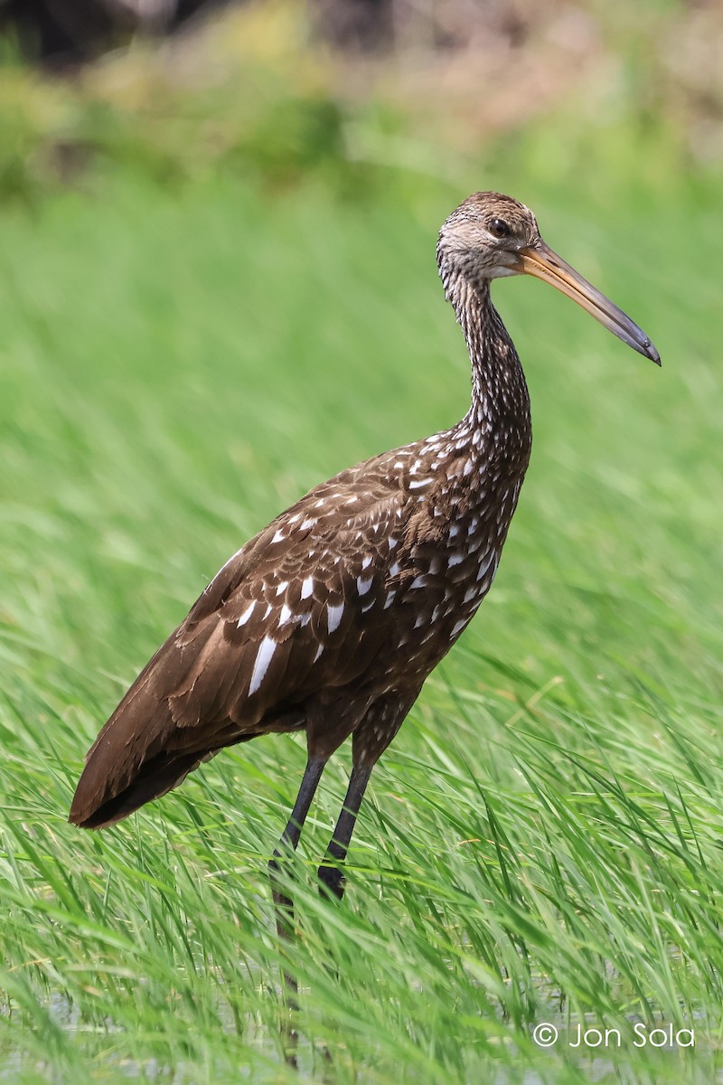 Limpkin - ML620740188