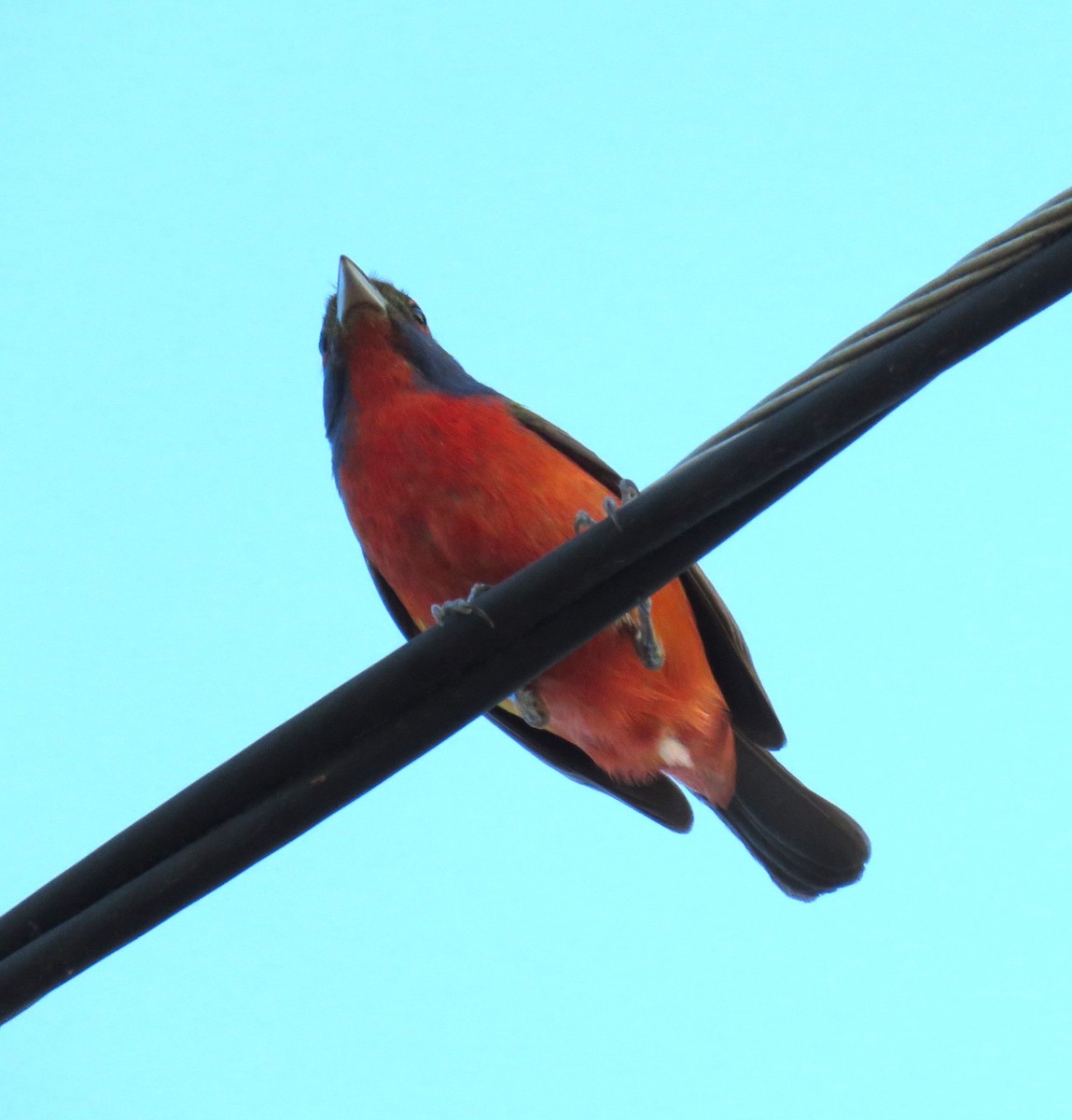 Indigo Bunting - Yvonne Porter