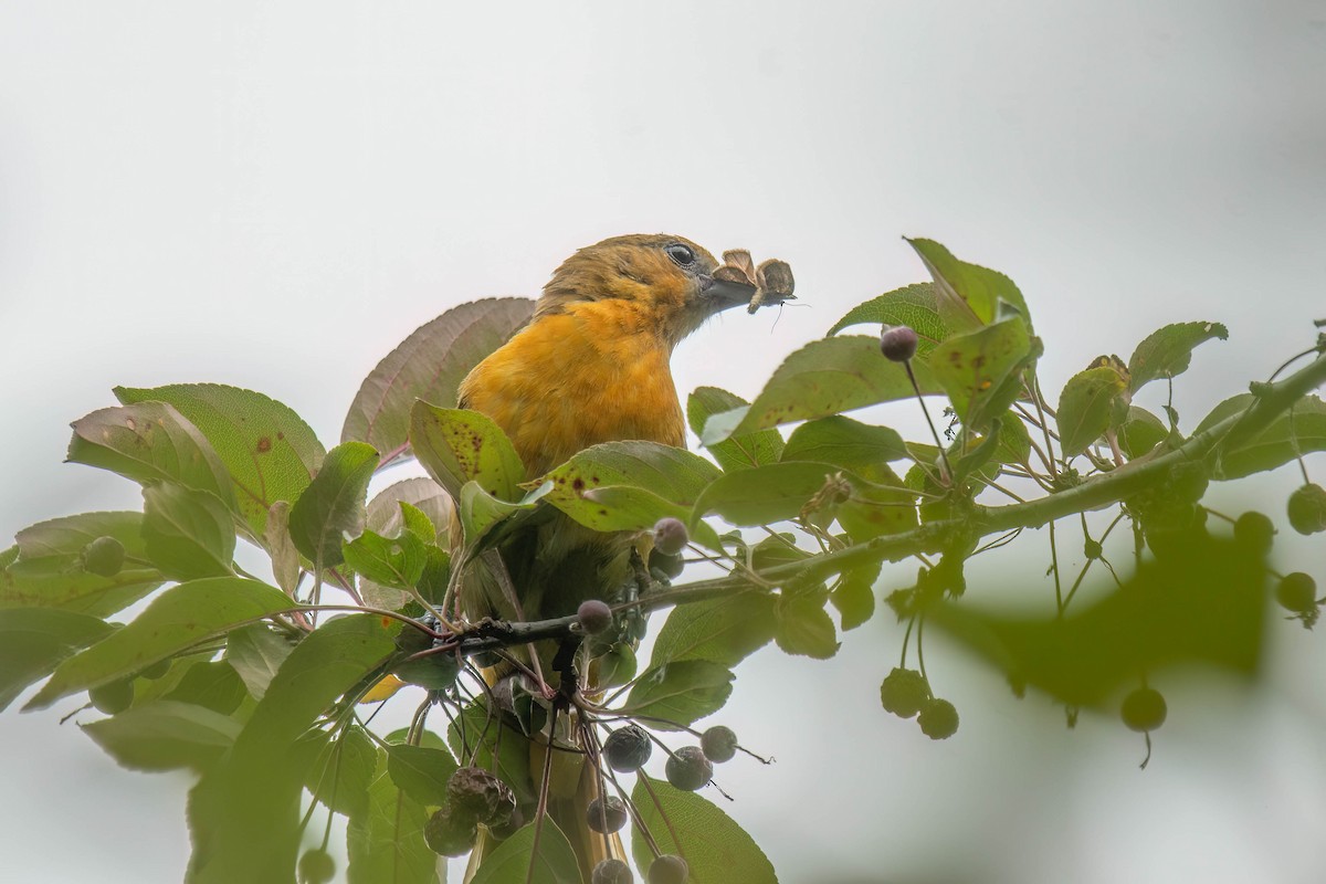 Baltimore Oriole - ML620740191