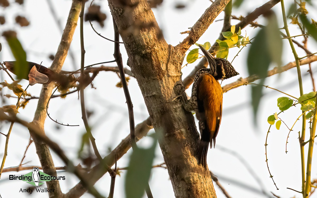 Greater Flameback - Andy Walker - Birding Ecotours