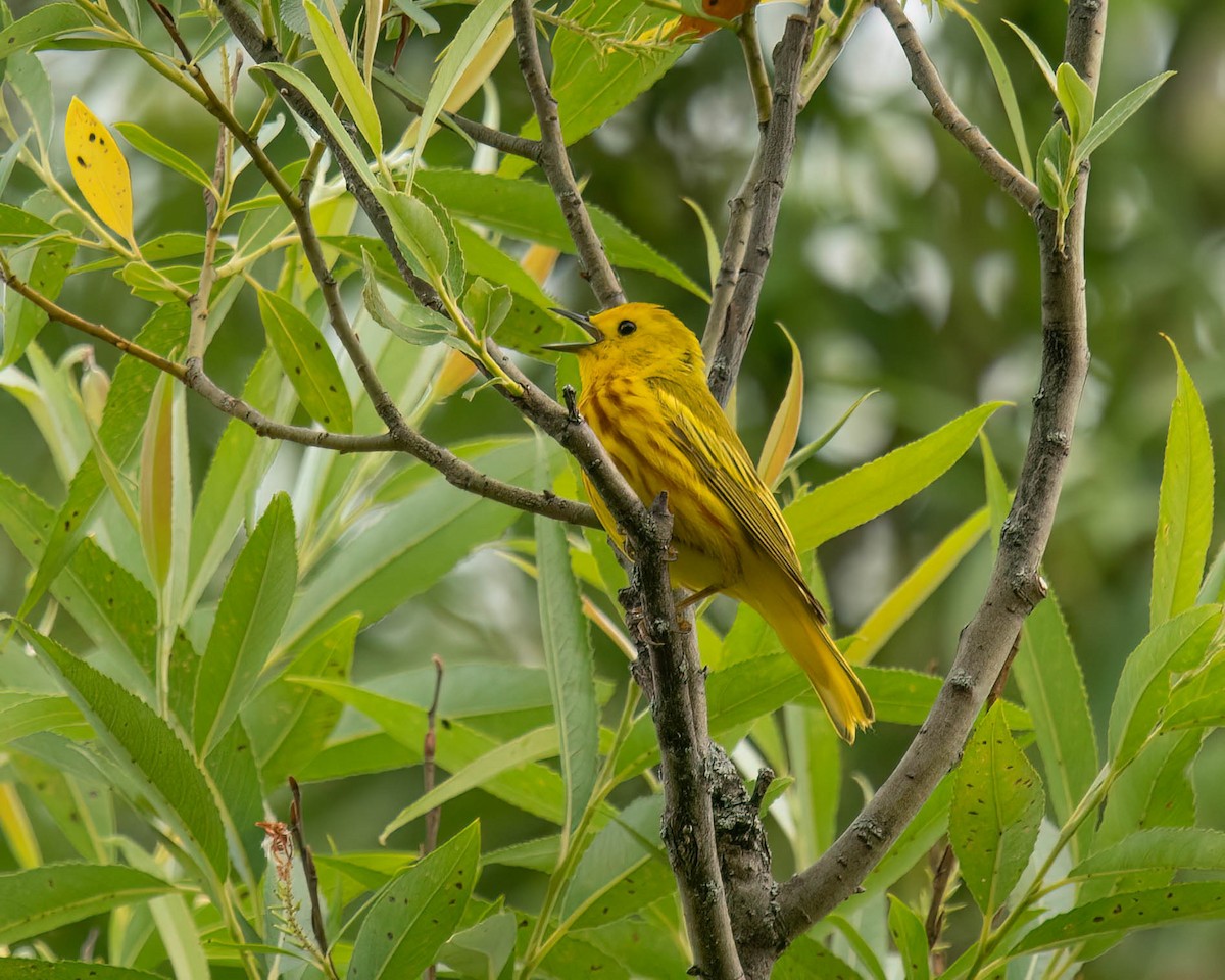 Yellow Warbler - ML620740198