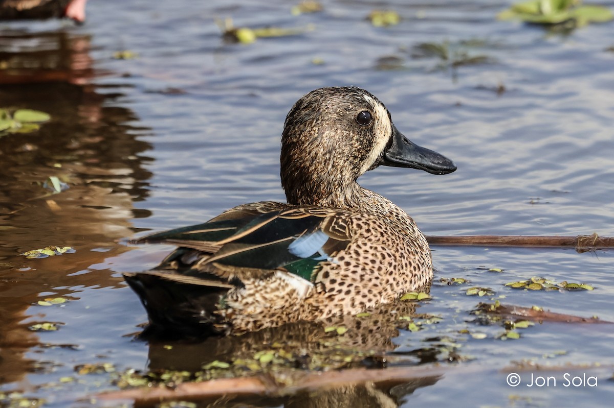 Blue-winged Teal - ML620740208