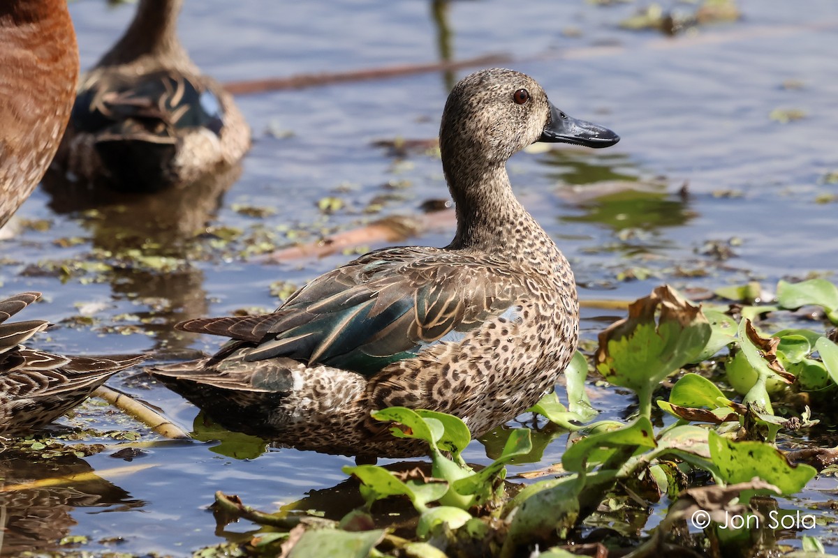 Blue-winged Teal - ML620740209