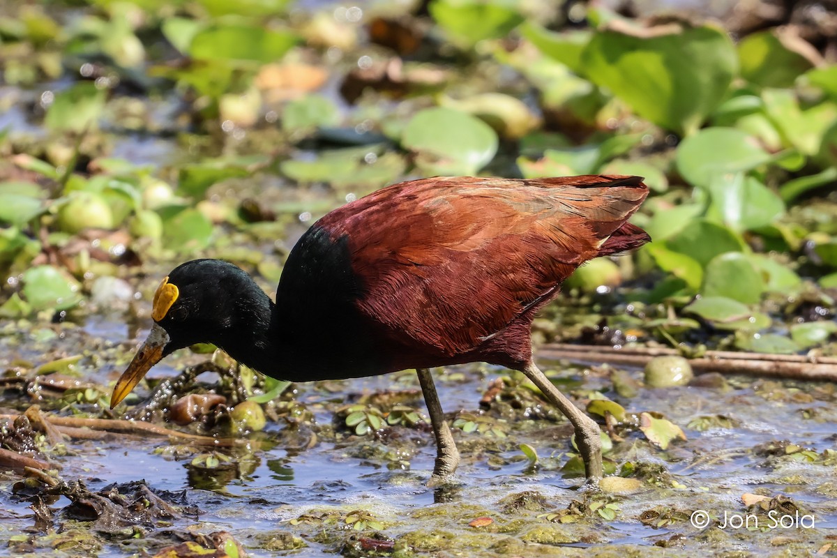 Northern Jacana - ML620740212