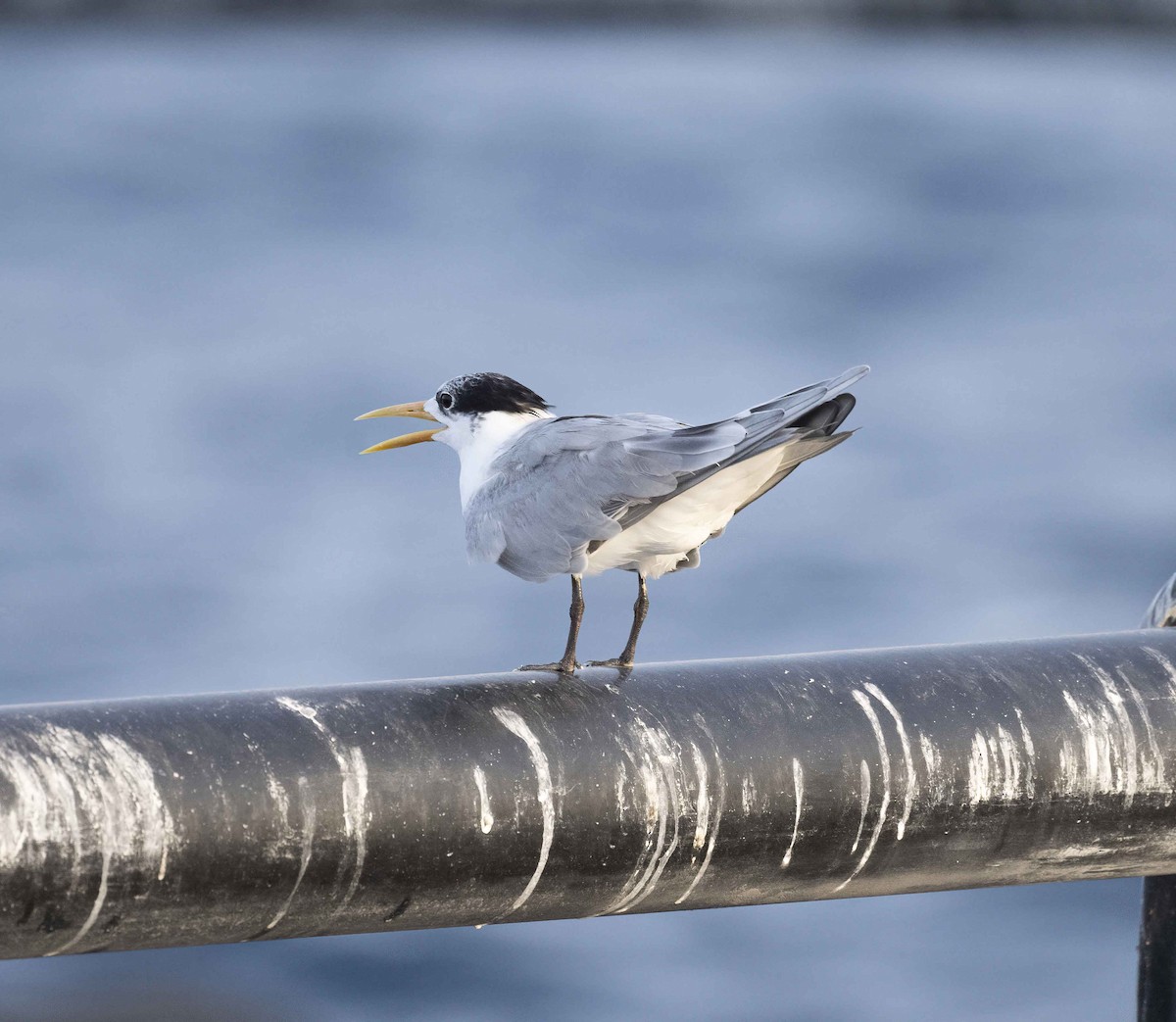 Lesser Crested Tern - Huw Roberts