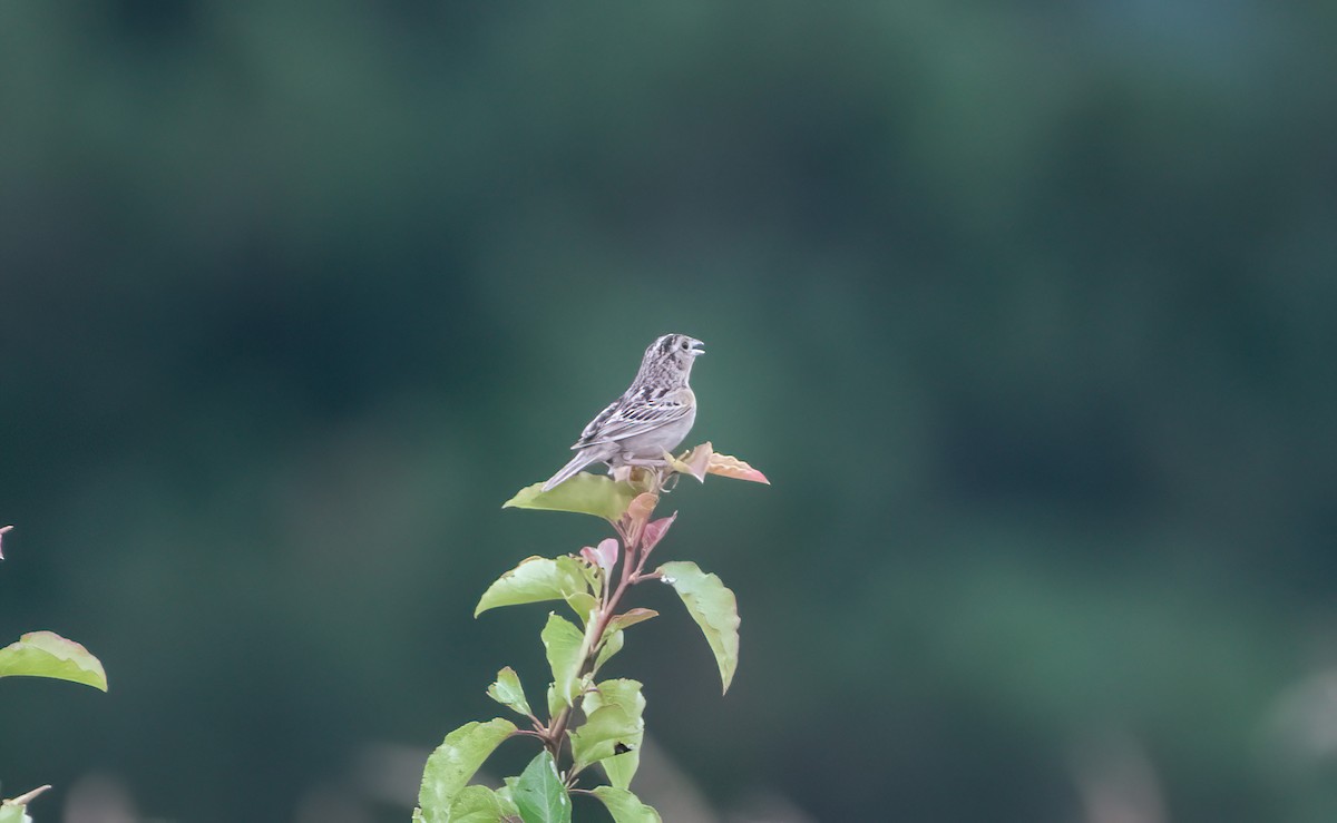 Grasshopper Sparrow - ML620740216