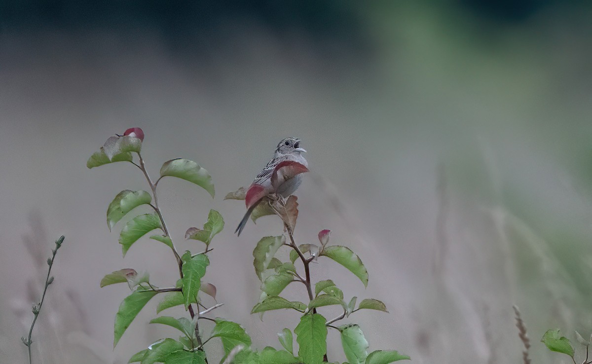 Grasshopper Sparrow - ML620740217