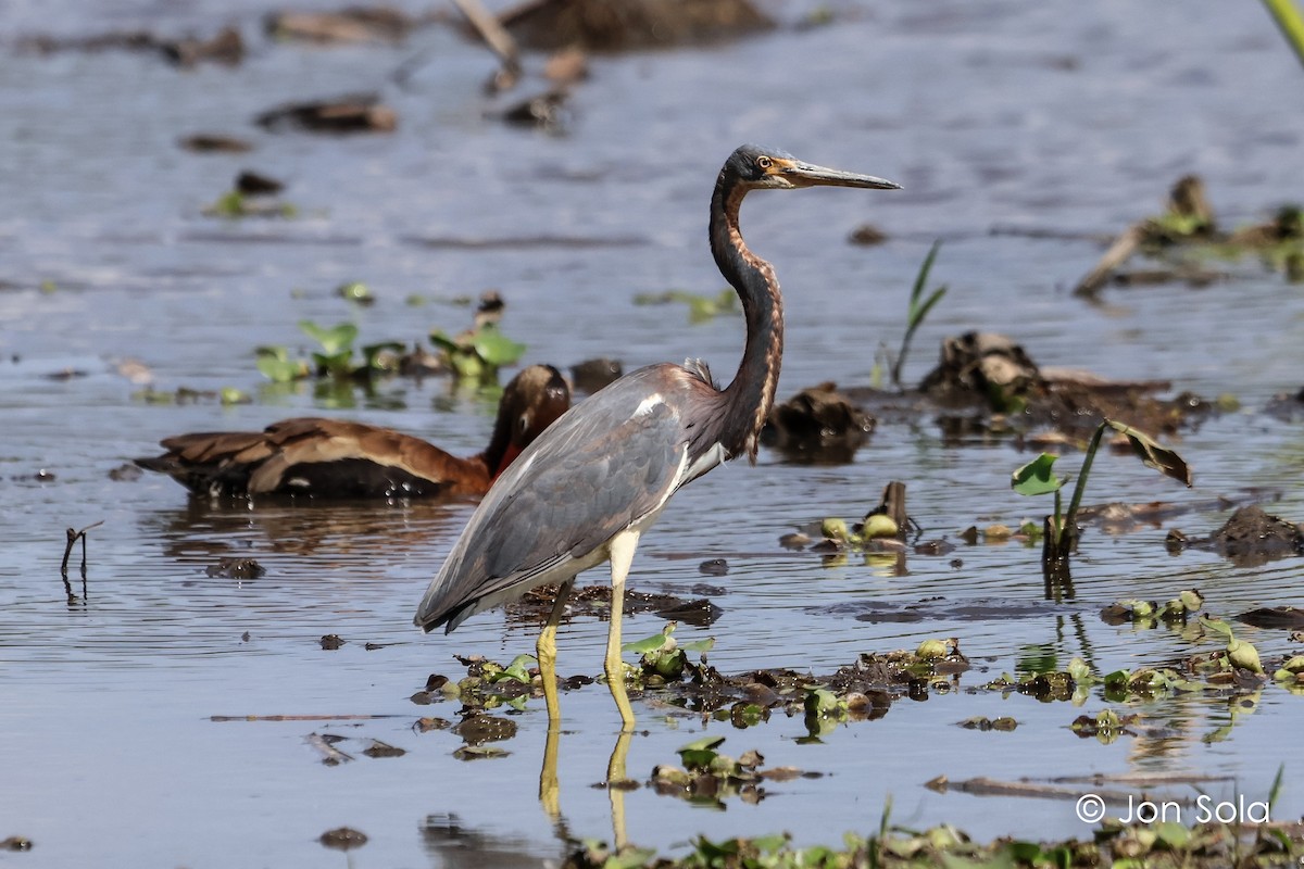 Tricolored Heron - ML620740219