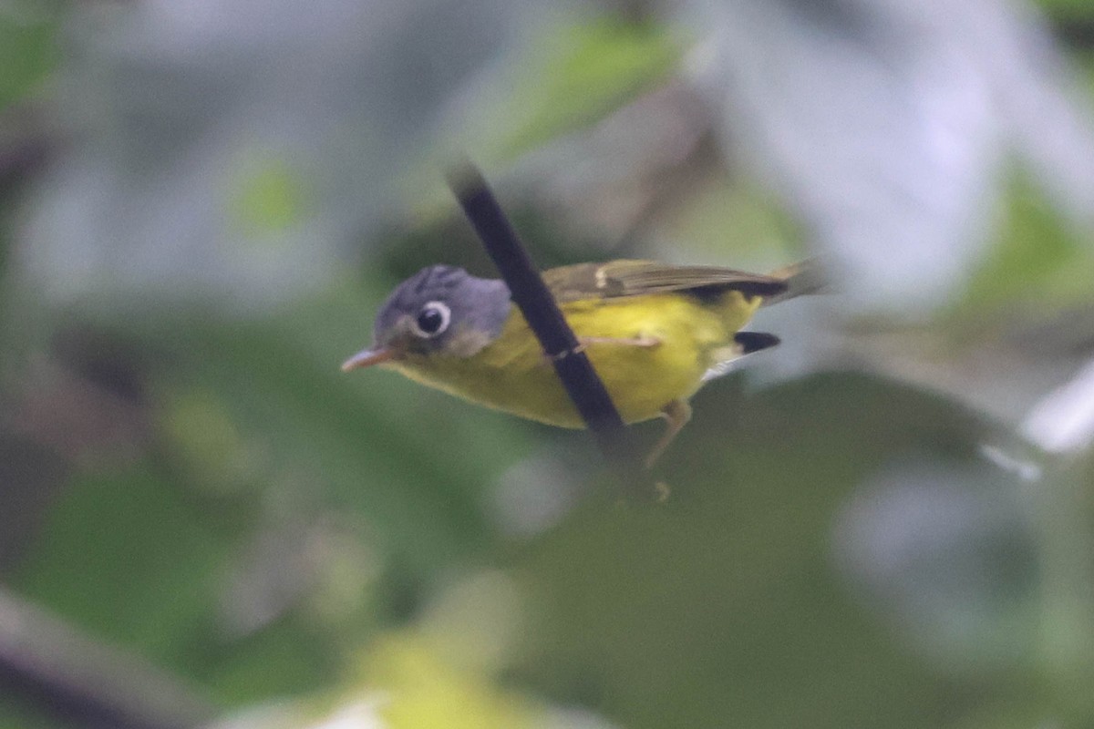 Mosquitero Carigrís - ML620740221