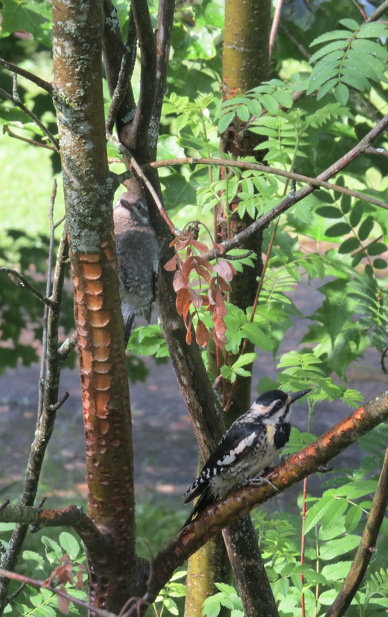 Yellow-bellied Sapsucker - ML620740224