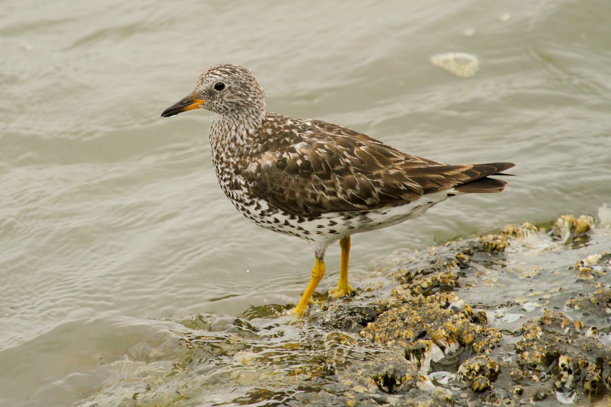 Surfbird - ML620740225