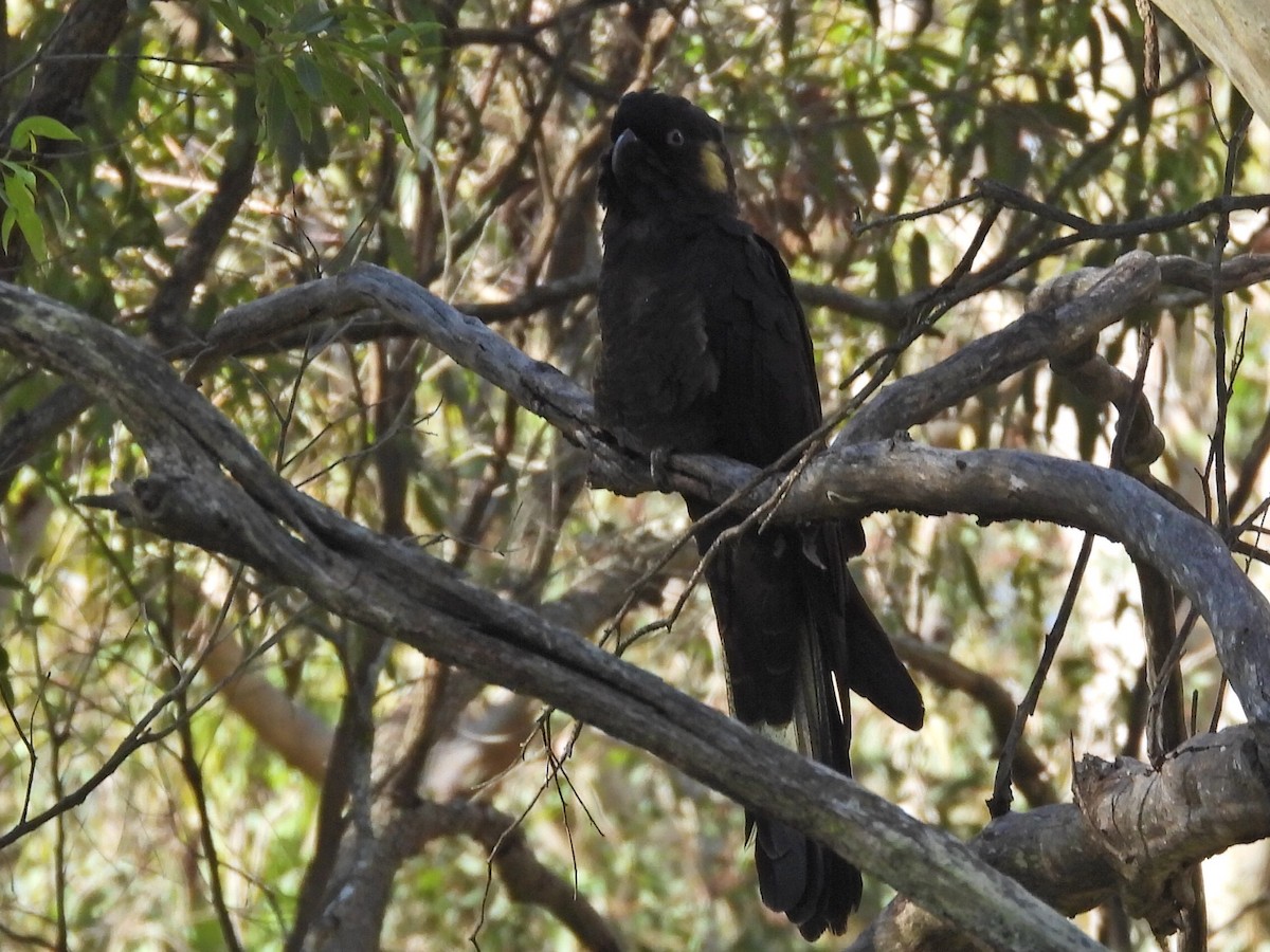 Yellow-tailed Black-Cockatoo - ML620740226