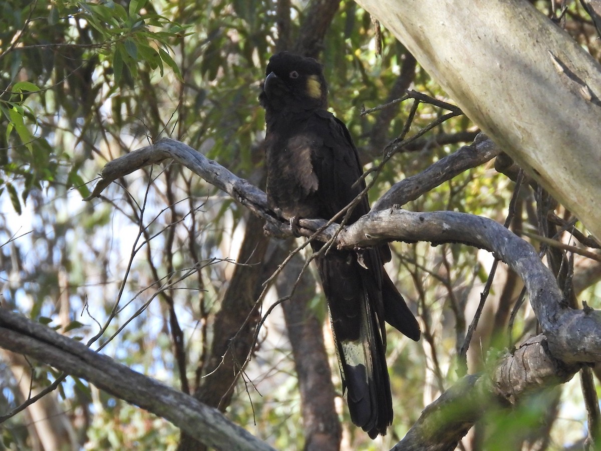 Yellow-tailed Black-Cockatoo - ML620740227