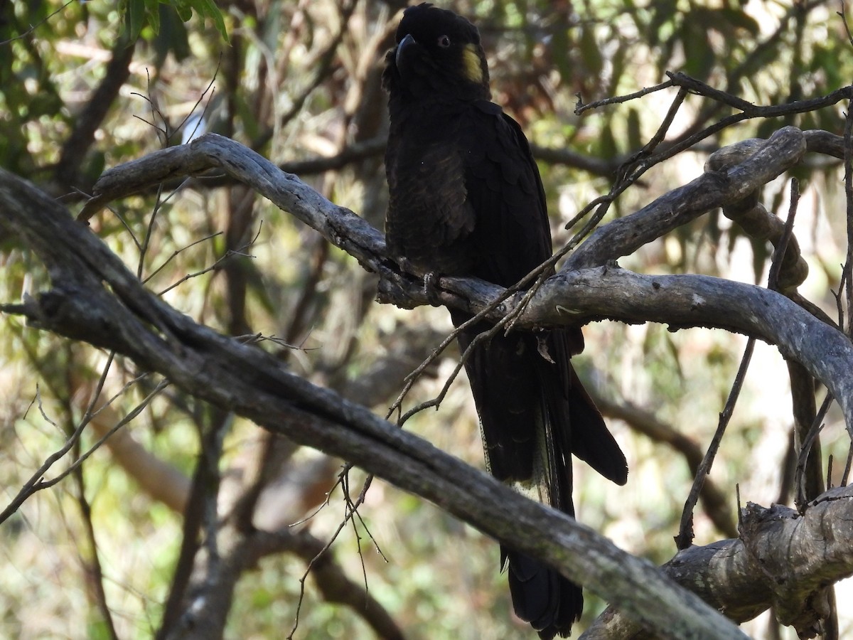 Yellow-tailed Black-Cockatoo - ML620740228