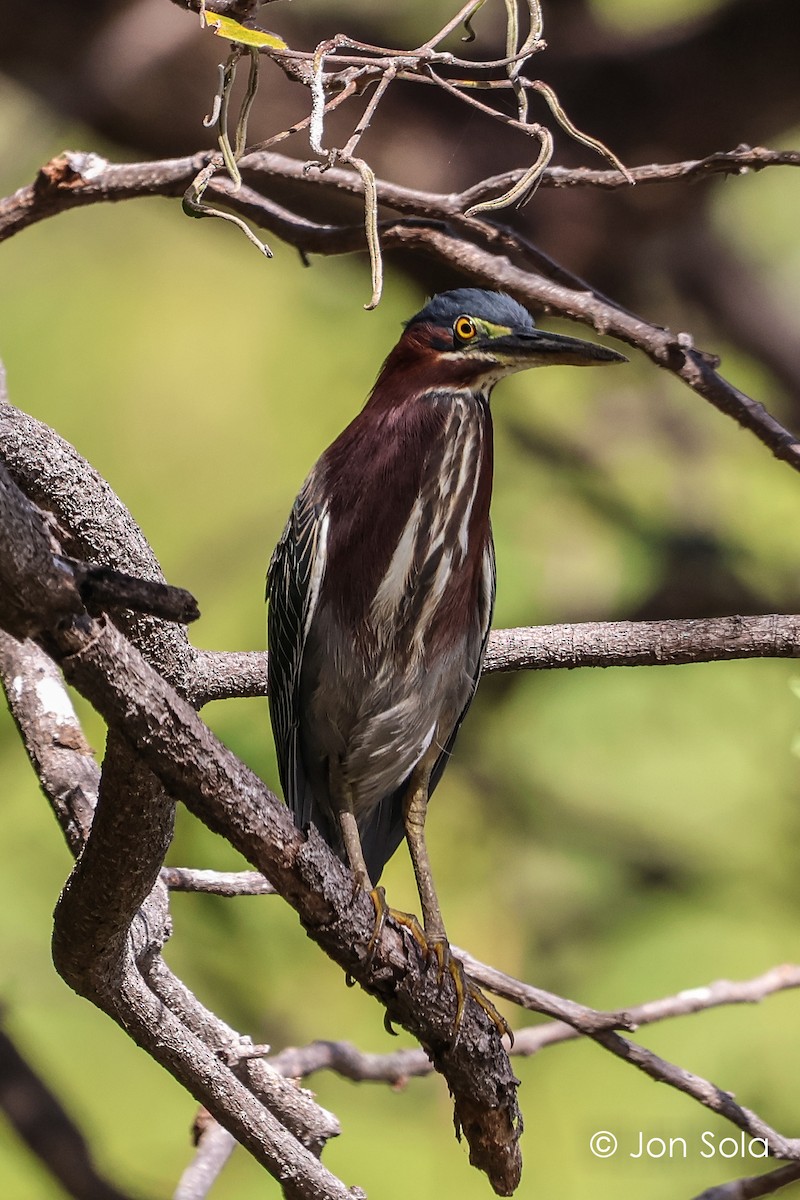 Green Heron - ML620740230