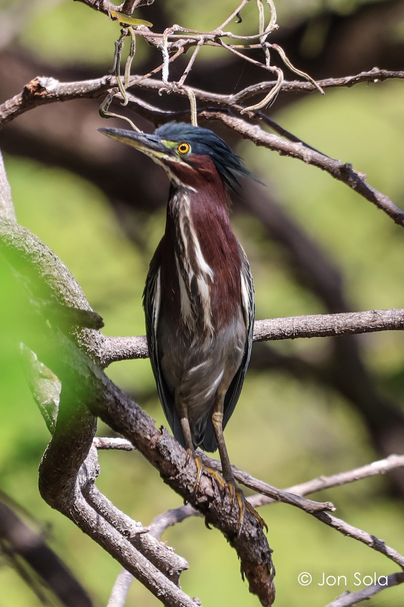 Green Heron - ML620740231