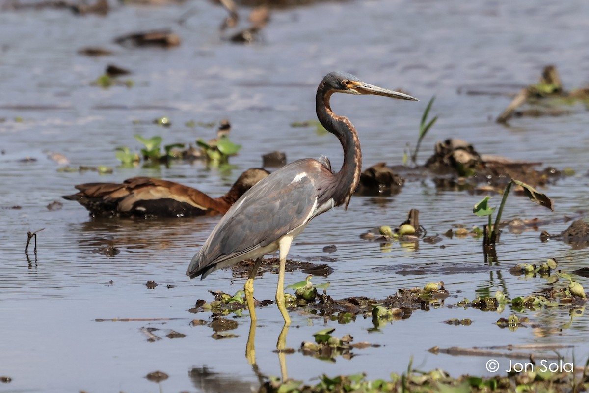 Green Heron - ML620740232