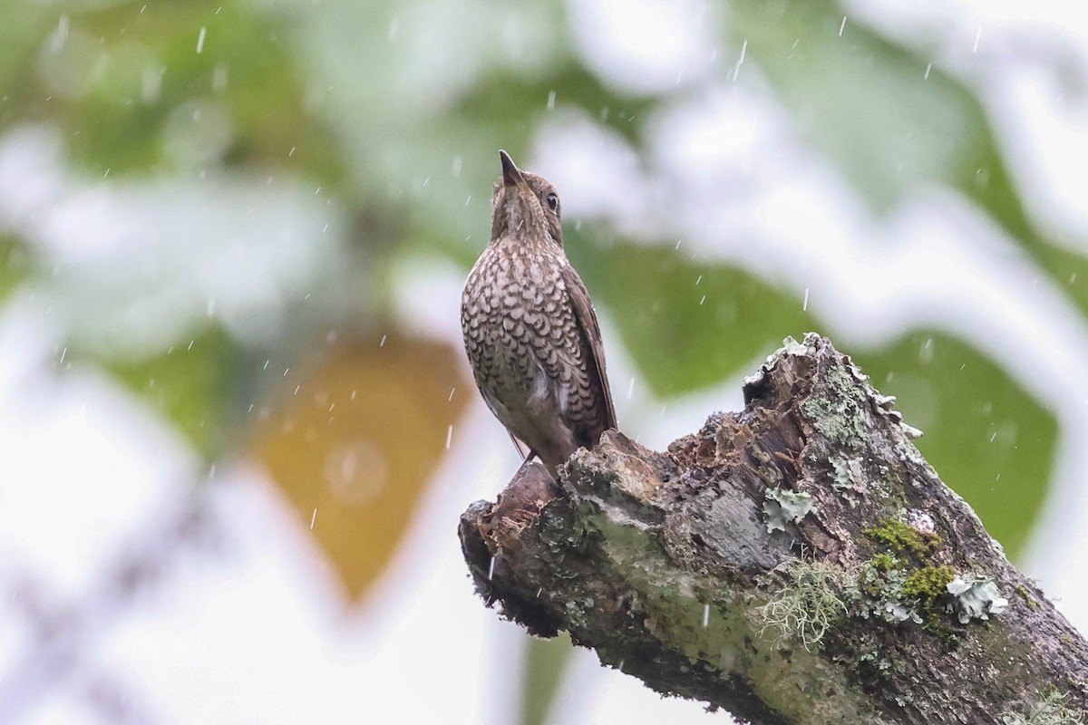 Blue-capped Rock-Thrush - ML620740235